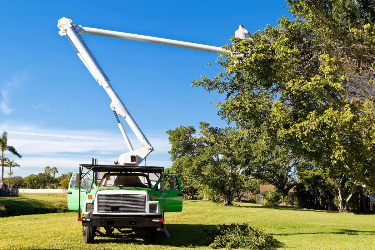 Tree Removal and Stump Grinding Services in Vancouver, WA Image